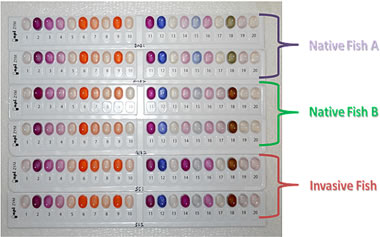 digestive enzyme profiles of Asian carps (photo by UMESC)