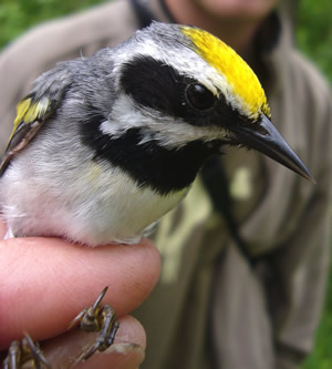 Golden-winged Warbler, Vermivora chrysoptera