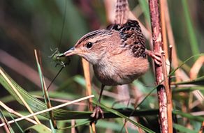 Bird (photo)