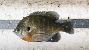 Blue Gill