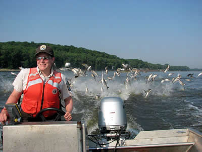 USFWS Heidi Keuler piloting boat with Asian carp in background (photo by Chris Olds - USFWS)