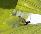 Mayfly.  (photo: Jennie Sauer, USGS