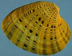 Butterfly mussel