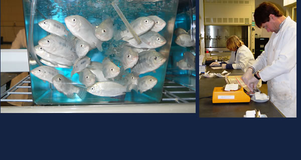 Researchers work to gain FDA approval of drugs critical to rearing fish for restoration and preservation programs in U.S.