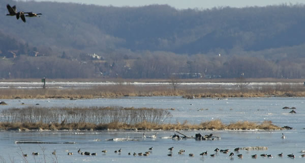 River scientists examine relationships between fish species, floodplain river complexity, and energy and nutrient sources.