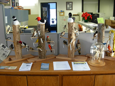 Bird display