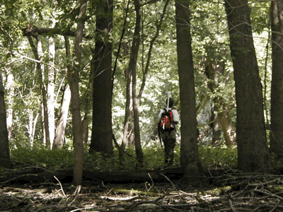 floodplain forest