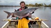 Paddlefish