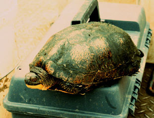 Turtle (photo)