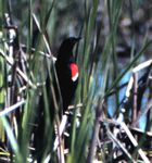 Red-winged blackbird - photo by Terry Dukerschein