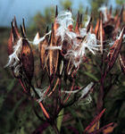 Swamp Milkweed - photo by Terry Dukerschein