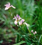 Wild Iris -photo by Heidi Langrehr