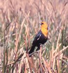 Yellow-headed blackbird - photo by Terry Dukerschein