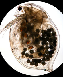 Adult daphnia with eggs as seen under a microscope