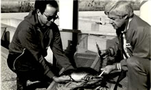 Scientists John Crowther and Leif Marking handling Common Carp at the French Island facility