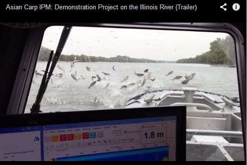 Asian Carp IPM: Demonstration Project on the Illinois River