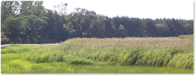 Reed Canary Grass Adaptive Management Project