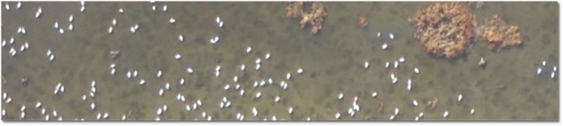 Aerial photo detail of tundra swans feeding on tubers on Pool 8 of the Mississippi River. 