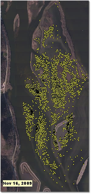 An overview of the same study area on lower Pool 8 near Brownsville, MN shows that 8,813 swans were present on November 16, 2009. A true color image from August 2008 shows preferred resting and feeding areas.
