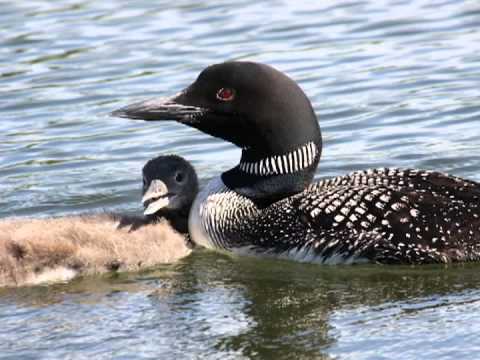 Unraveling Mysteries of the Common Loon