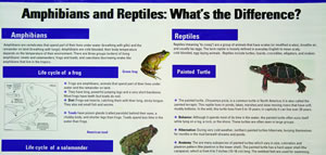 Amphibian and Reptile poster