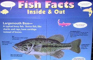 Fish Facts poster