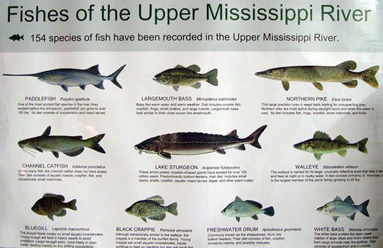 Fishes of the Upper Mississippi River