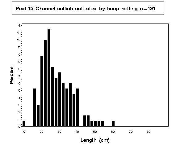 Channel catfish collected by hoop netting