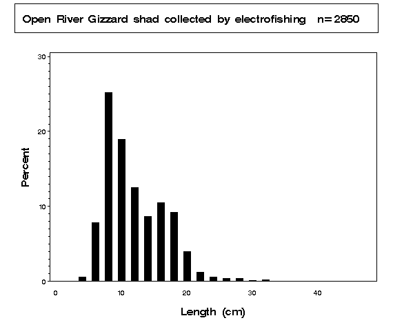 Gizzard shad collected by electrofishing