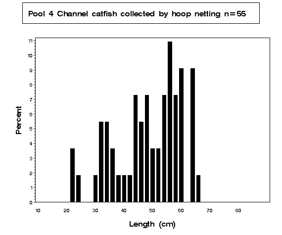 Pool 4 Channel catfish collected by hoop netting