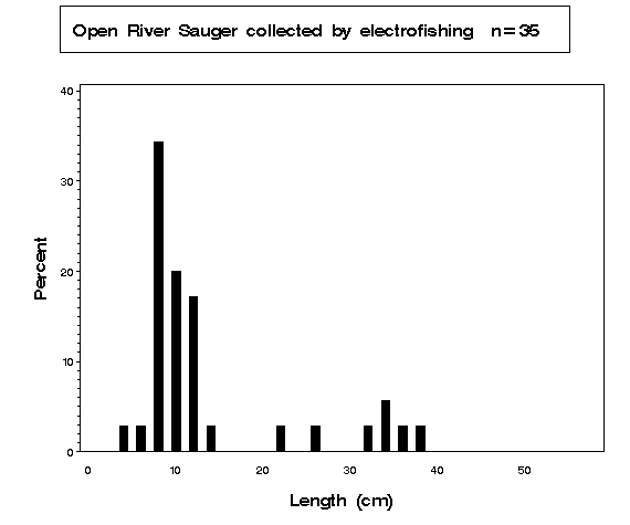 Open River Sauger collected by electrofishing