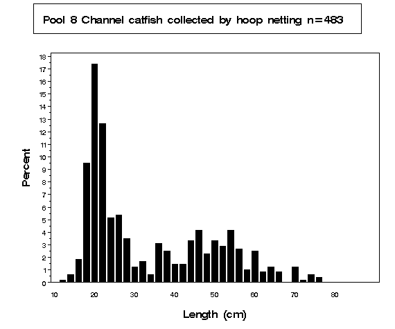 Pool 8 Channel catfish collected by hoop netting