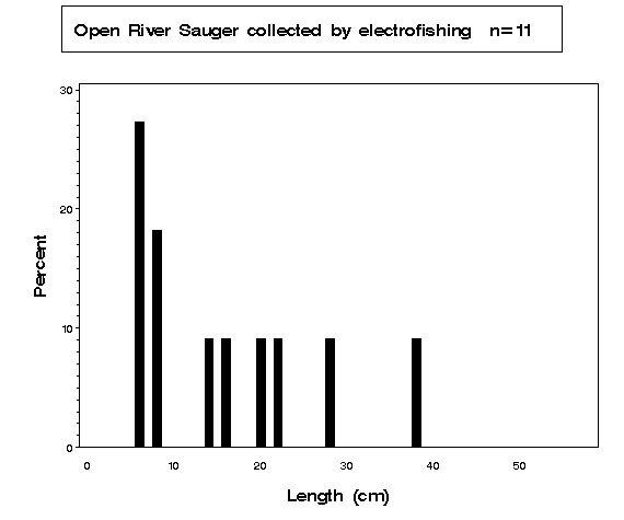 Open River Sauger collected by electrofishing