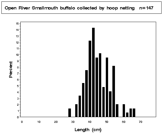 Open River Smallmouth buffalo collected by hoop netting