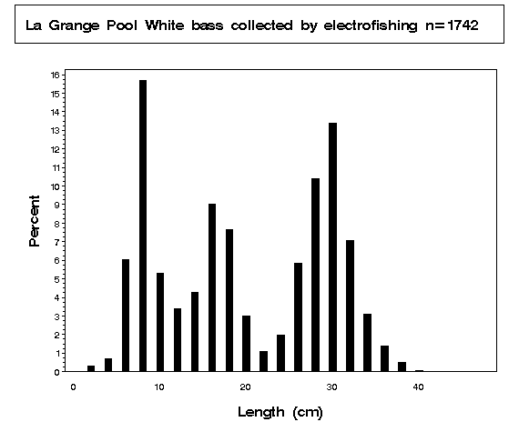 White bass collected by electrofishing