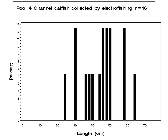 Pool 4 Channel catfish collected by electrofishing