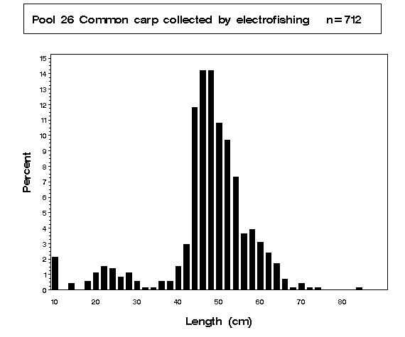 Common carp collected by electrofishing