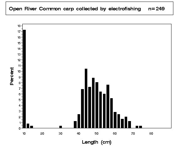 Open River Common carp collected by electrofishing