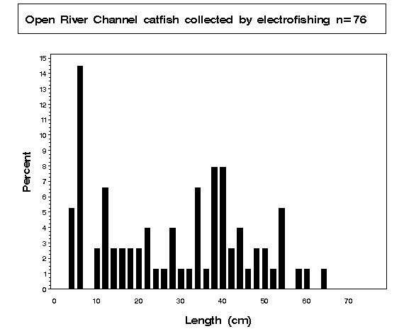 Open River Channel catfish collected by electrofishing