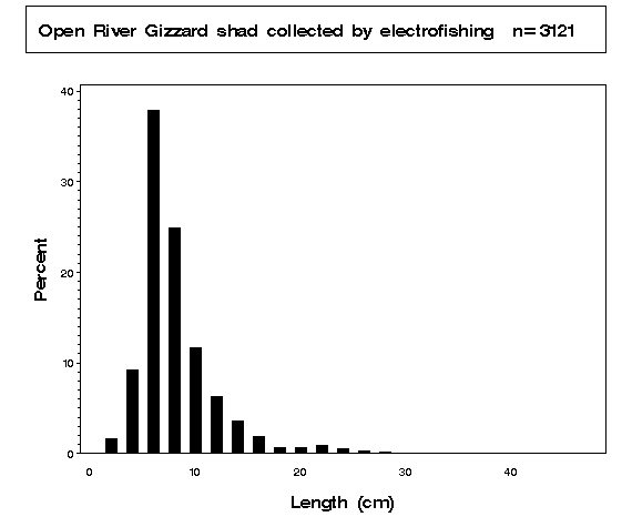 Open River Gizzard shad collected by electrofishing