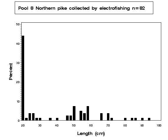 Northern pike collected by electrofishing