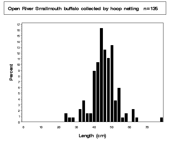 Open River Smallmouth buffalo collected by hoop netting