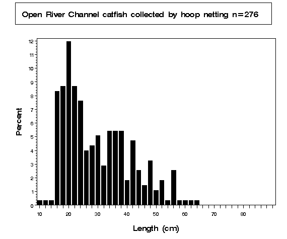 Open River Channel catfish collected by hoop netting