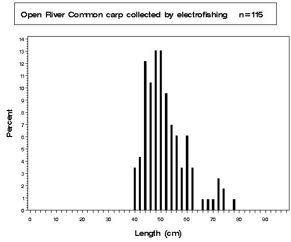 Open River Common carp collected by electrofishing