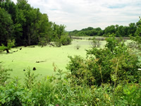 Blanchard's cricket frog habitat, Pool 14, Upper Mississippi River