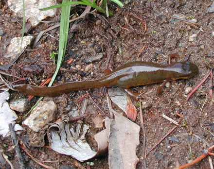 central newt (Notophthalmus viridenscens louisianensis)