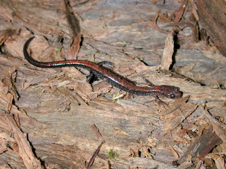eastern redback salamander (Plethodon cinereus)