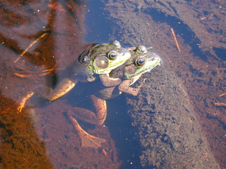 green frog (Rana clamitans melanota)