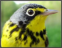 Canada warbler. Courtesy of the U.S. Geological Survey.