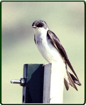 Tree swallows are being used as indicators of environmental contamination